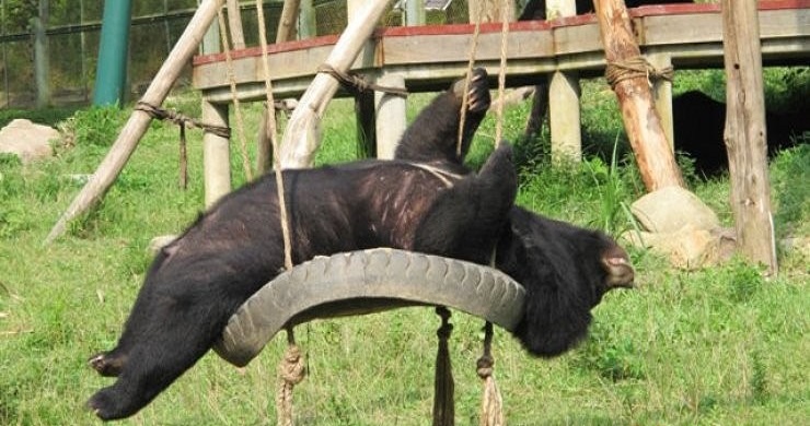 Luang Prabang - Kuang Si Waterfall Experience