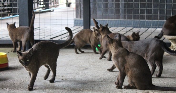 Myanmar Discovery By Crossing China Border 9 Days