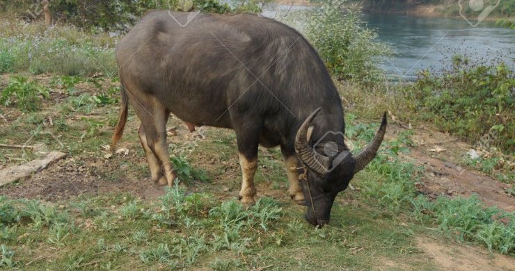 Unusual Myanmar Tour 10 Days