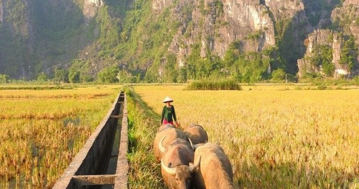 Luxury Hoa Lu - Tam Coc Small Group Day Trip