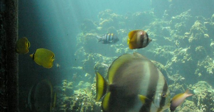 Nha Trang Speedboat Explore Full Day