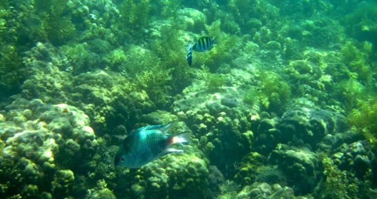 Islands & Snorkeling Experience 1-Day