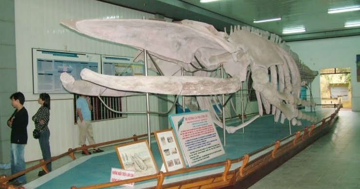 Nha Trang City Tour and Islands Explore 1-Day