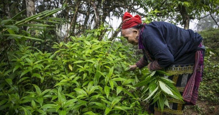 Red Dao Village Uncover 2 Days