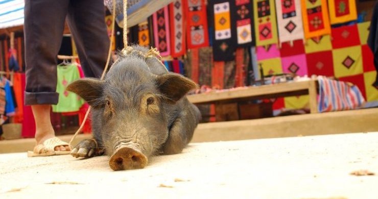 Trek In Sapa 2 Days - Homestay